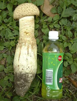 �I�I�I�j�e���O�^�P